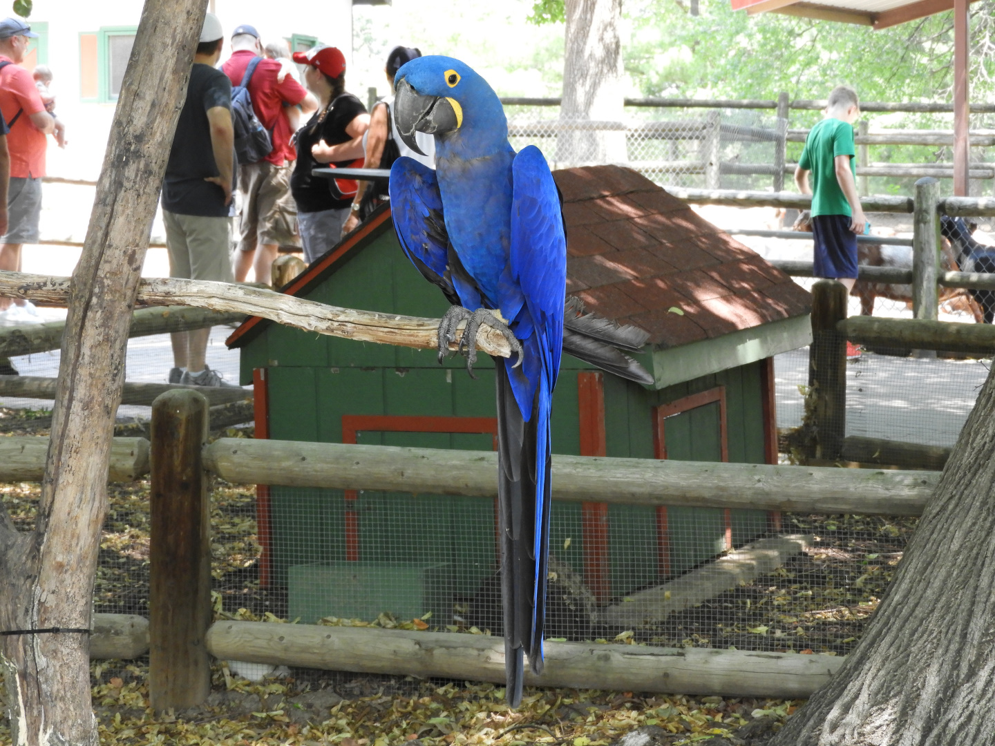 Hyacinth Macaw (Anodorhynchus hyacinthinus)
