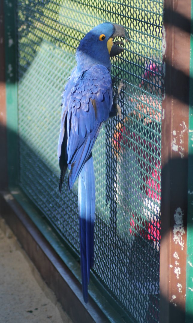 Hyacinth macaw (Anodorhynchus hyacinthinus)