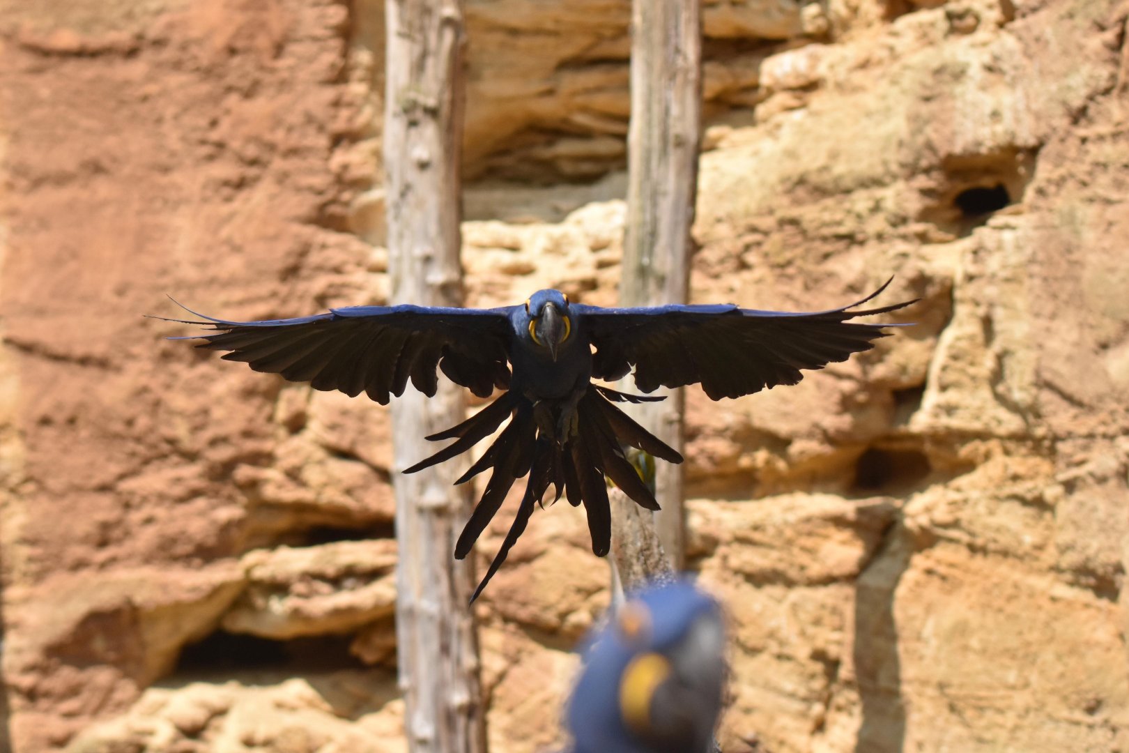 Hyacinth macaw (Anodorhynchus hyacinthinus)