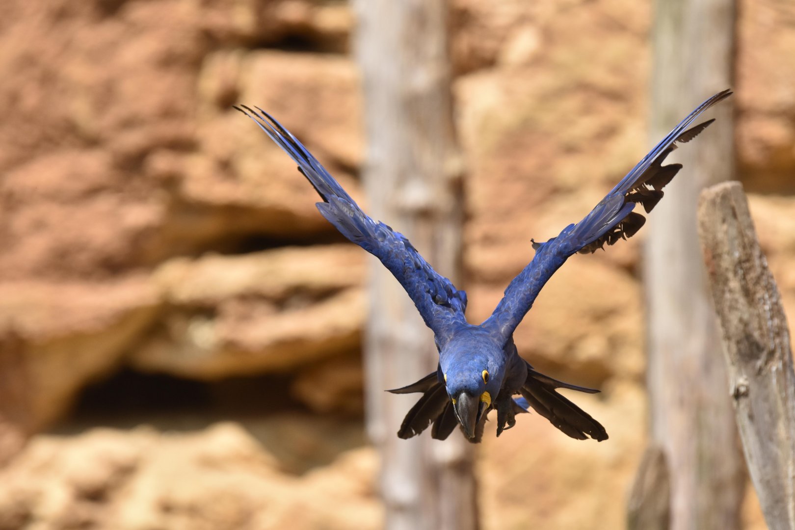 Hyacinth macaw (Anodorhynchus hyacinthinus)