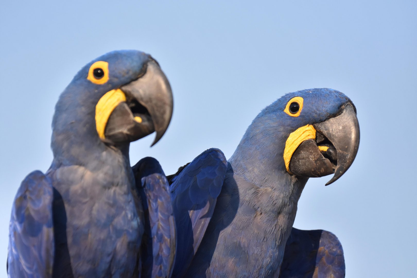 Hyacinth macaw (Anodorhynchus hyacinthinus)