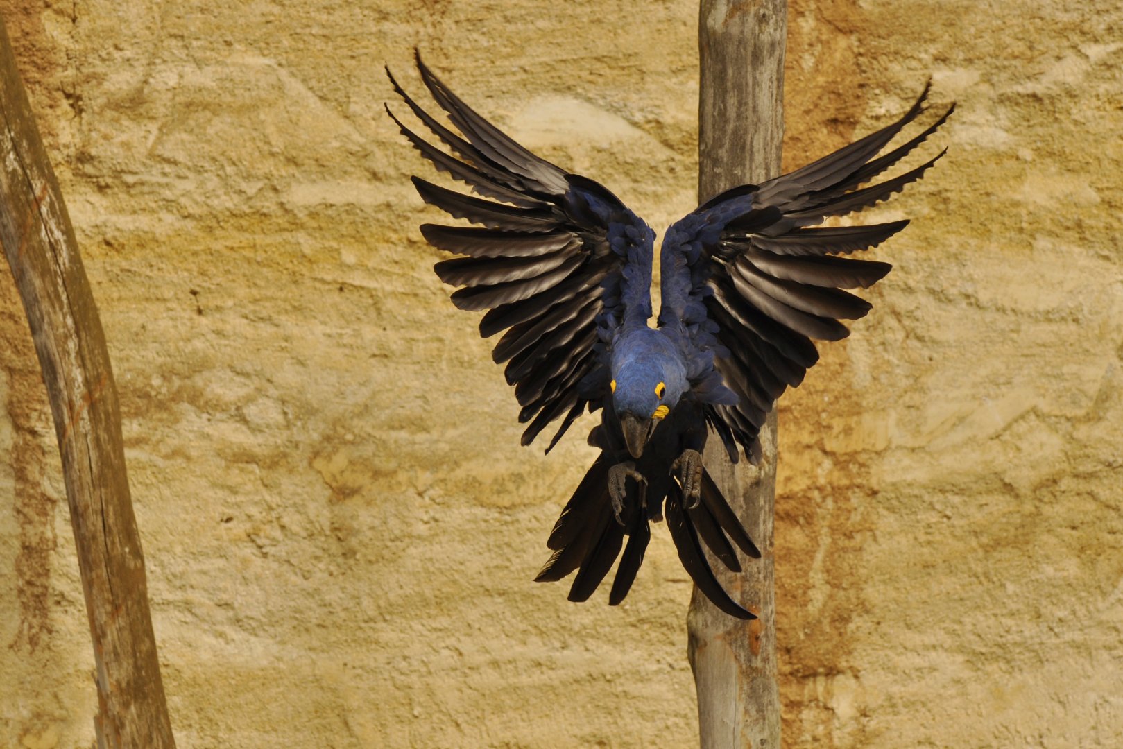 Hyacinth macaw (Anodorhynchus hyacinthinus)