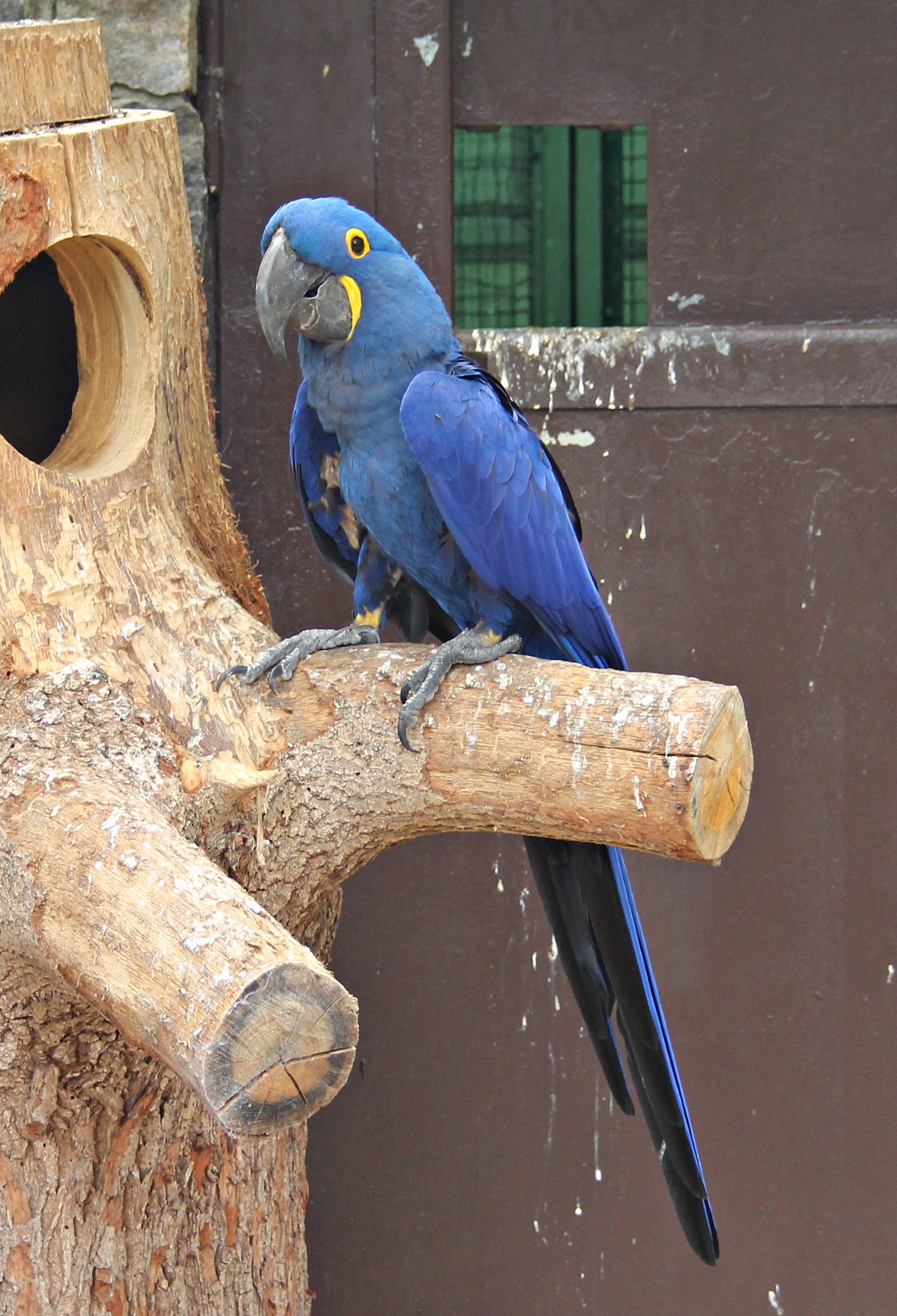Hyacinth macaw (Anodorhynchus hyacinthinus)