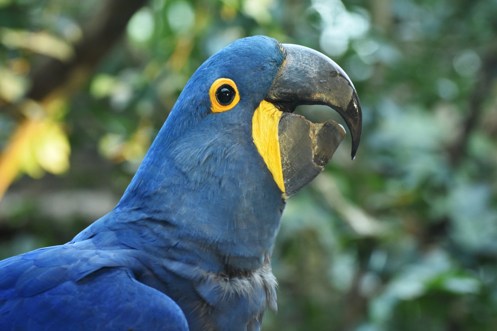 Hyacinth macaw (Anodorhynchus hyacinthinus)