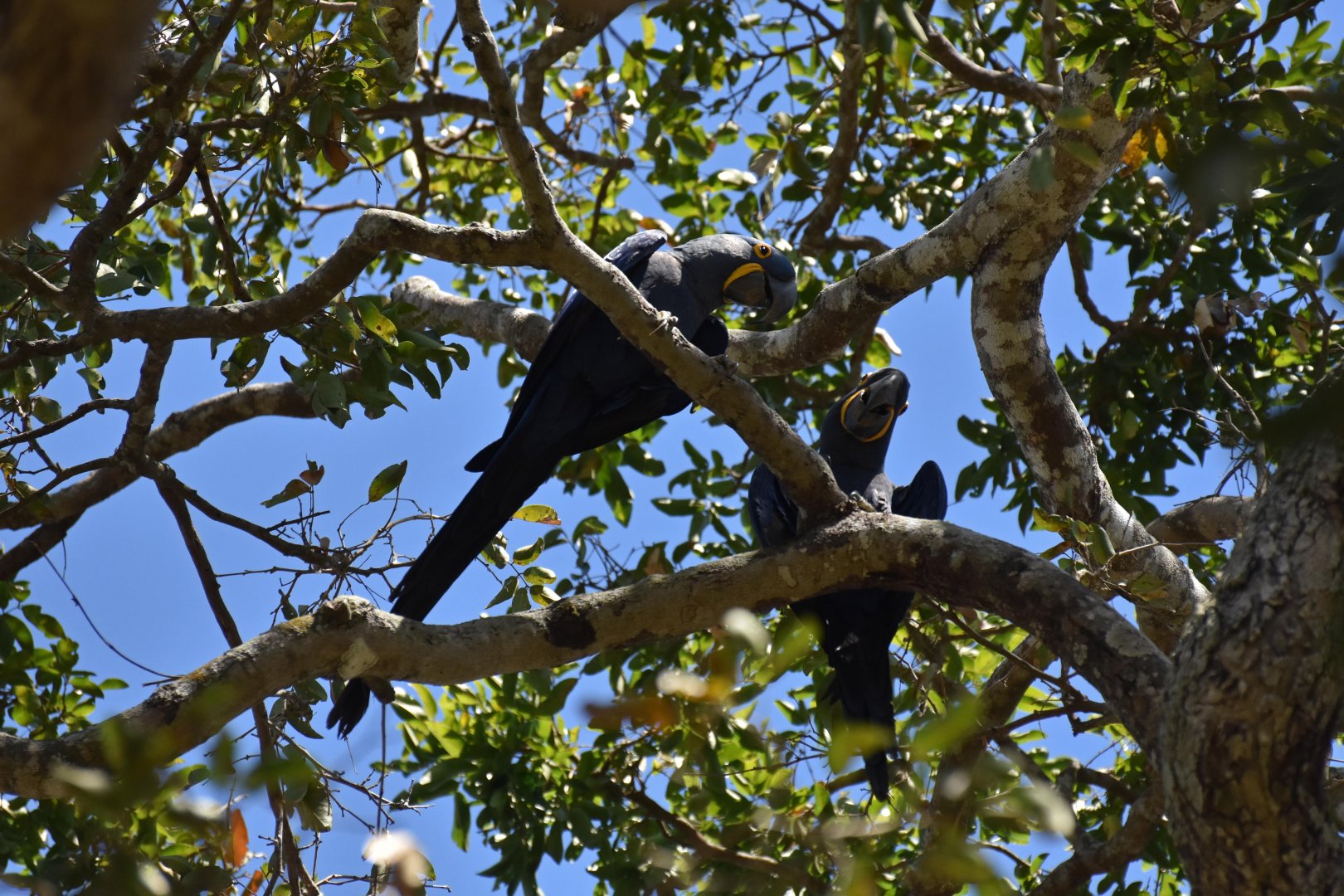 Hyacinth Macaw (Anodorhynchus hyacinthinus)