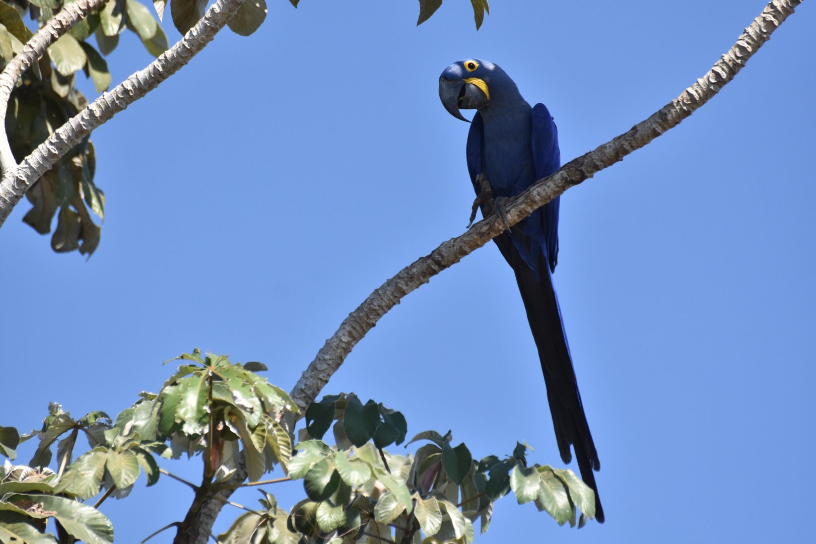 Hyacinth Macaw (Anodorhynchus hyacinthinus)