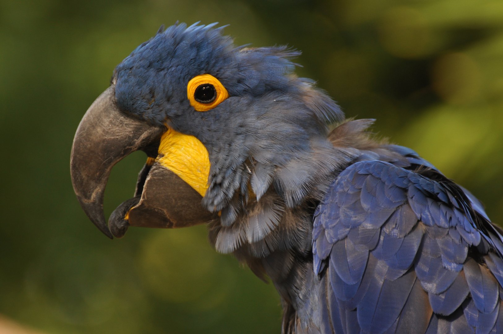 Hyacinth macaw (Anodorhynchus hyacinthinus)