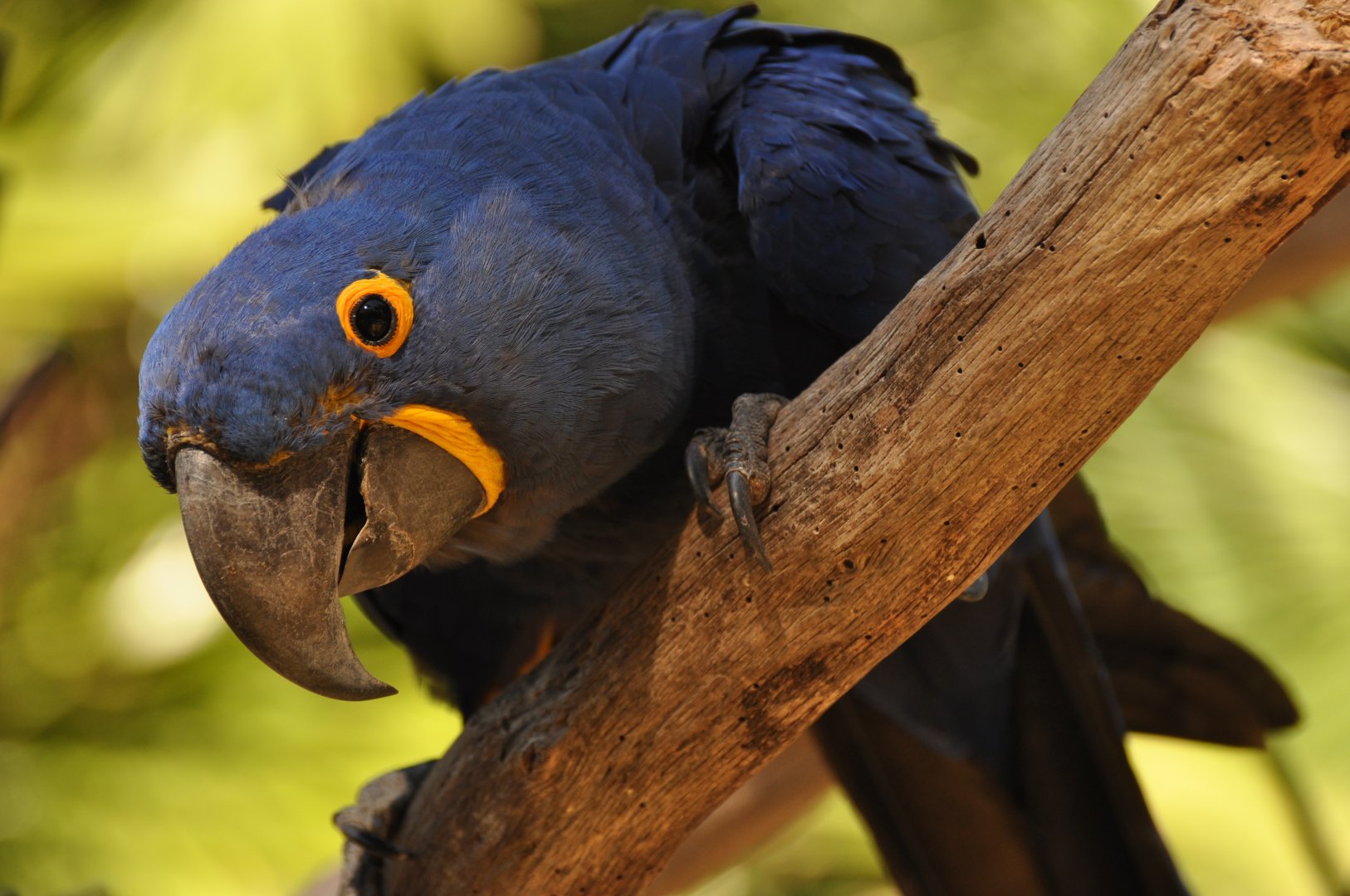 Hyacinth macaw (Anodorhynchus hyacinthinus)