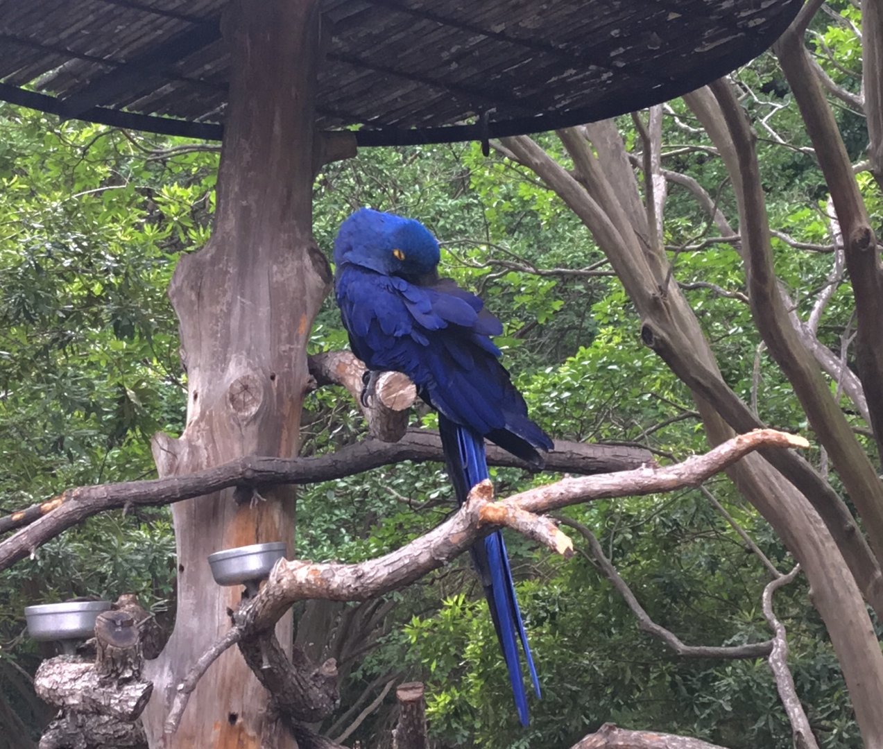 Hyacinth Macaw (Anodorhynchus hyacinthinus)