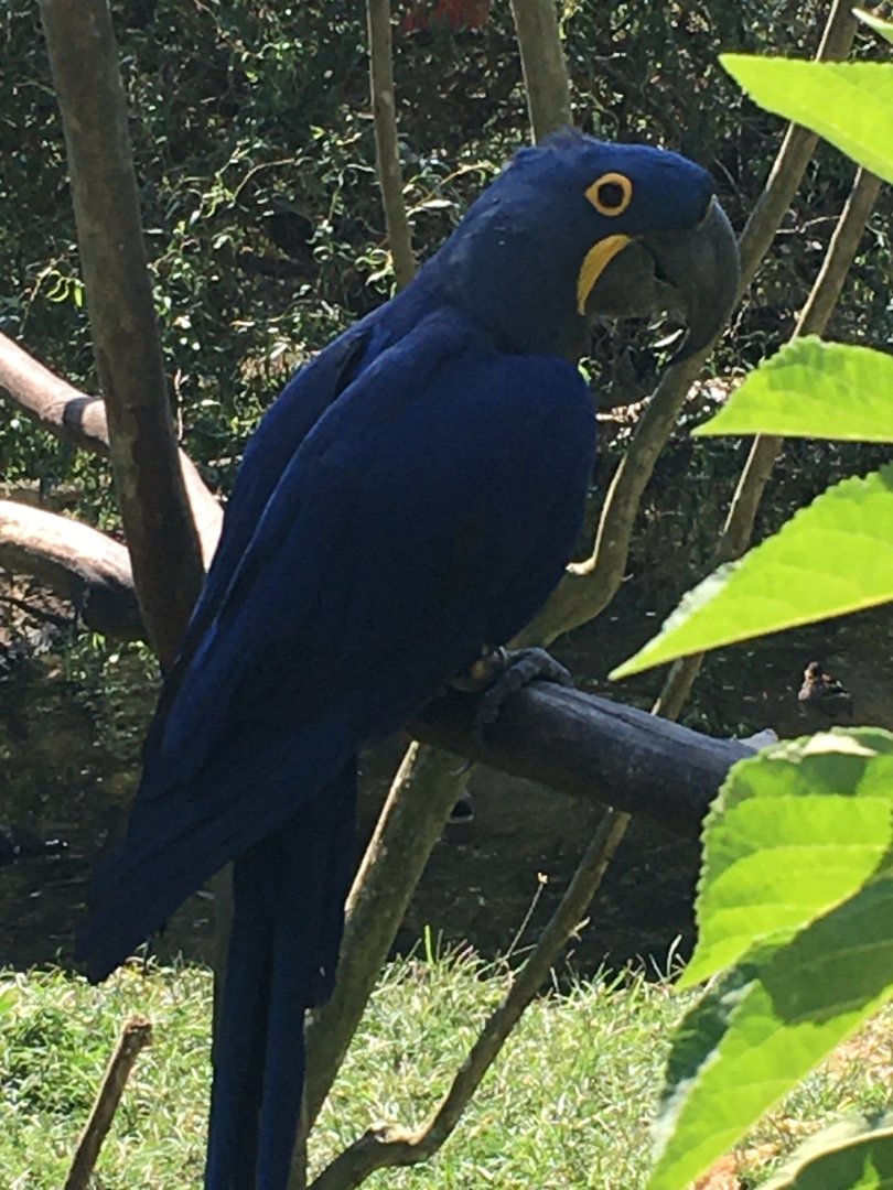 Hyacinth Macaw (Anodorhynchus hyacinthinus)