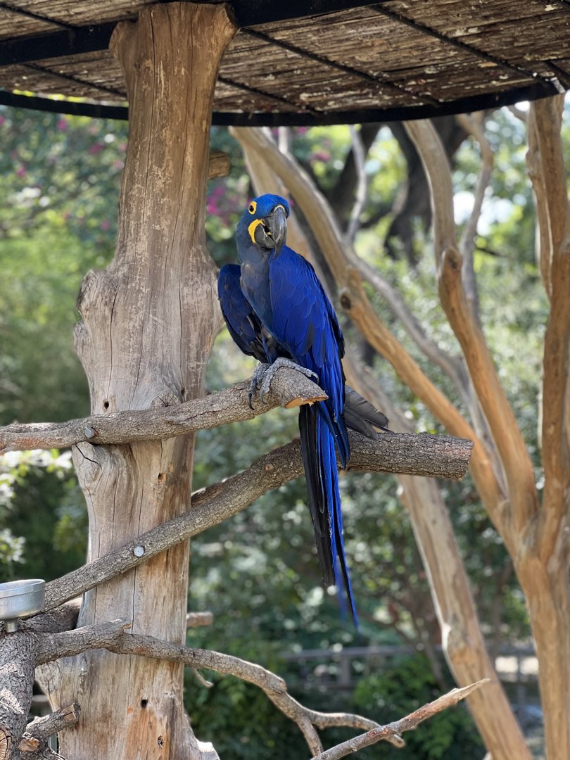 Hyacinth Macaw (Anodorhynchus hyacinthinus)