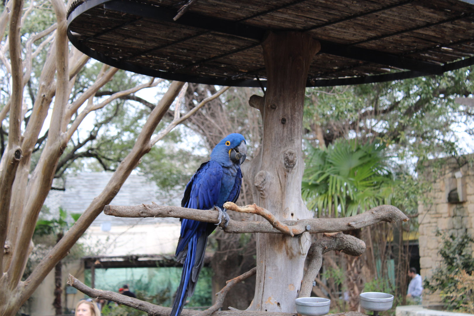 Hyacinth Macaw (Anodorhynchus hyacinthinus)