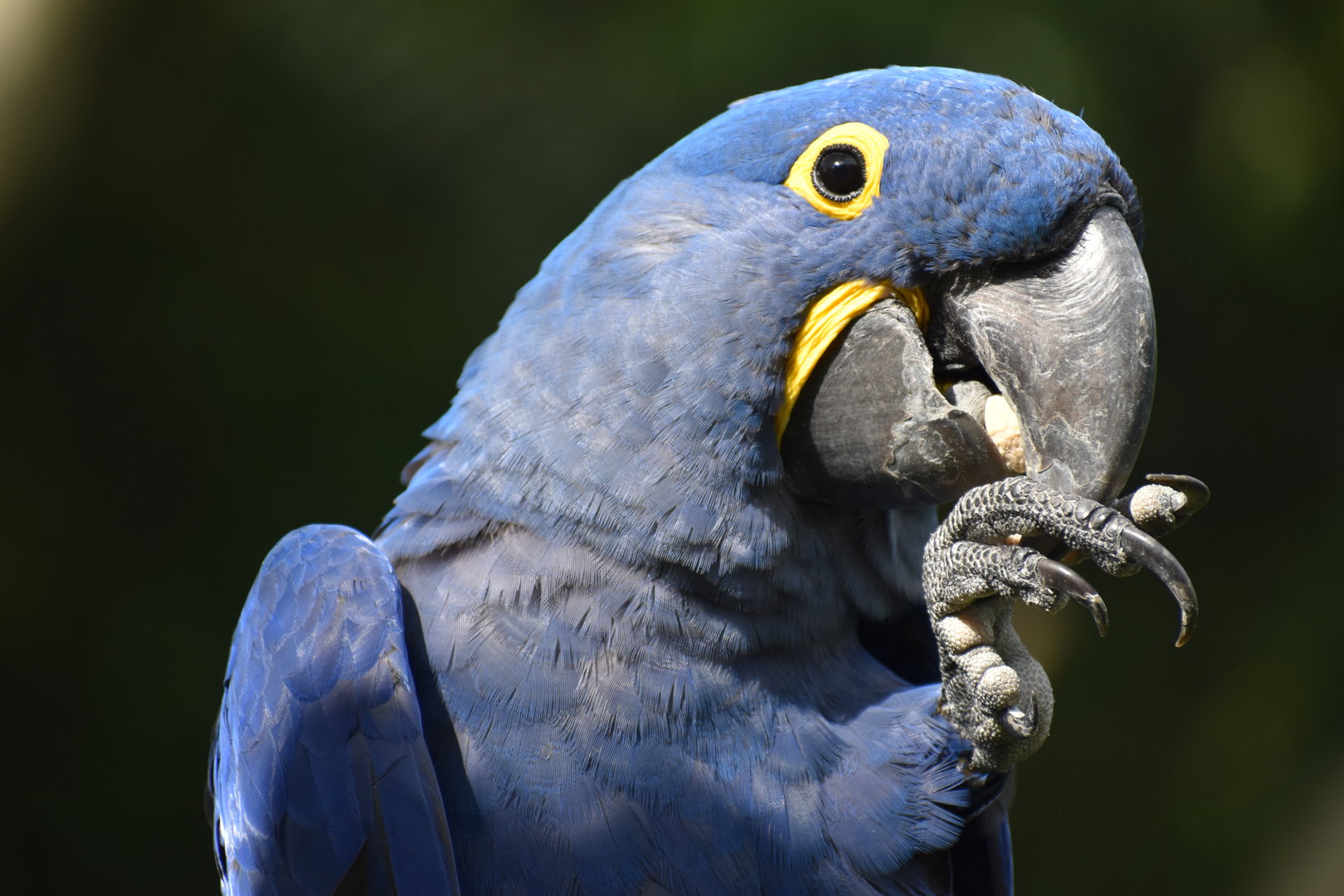 Hyacinth Macaw - Anodorhynchus hyacinthinus