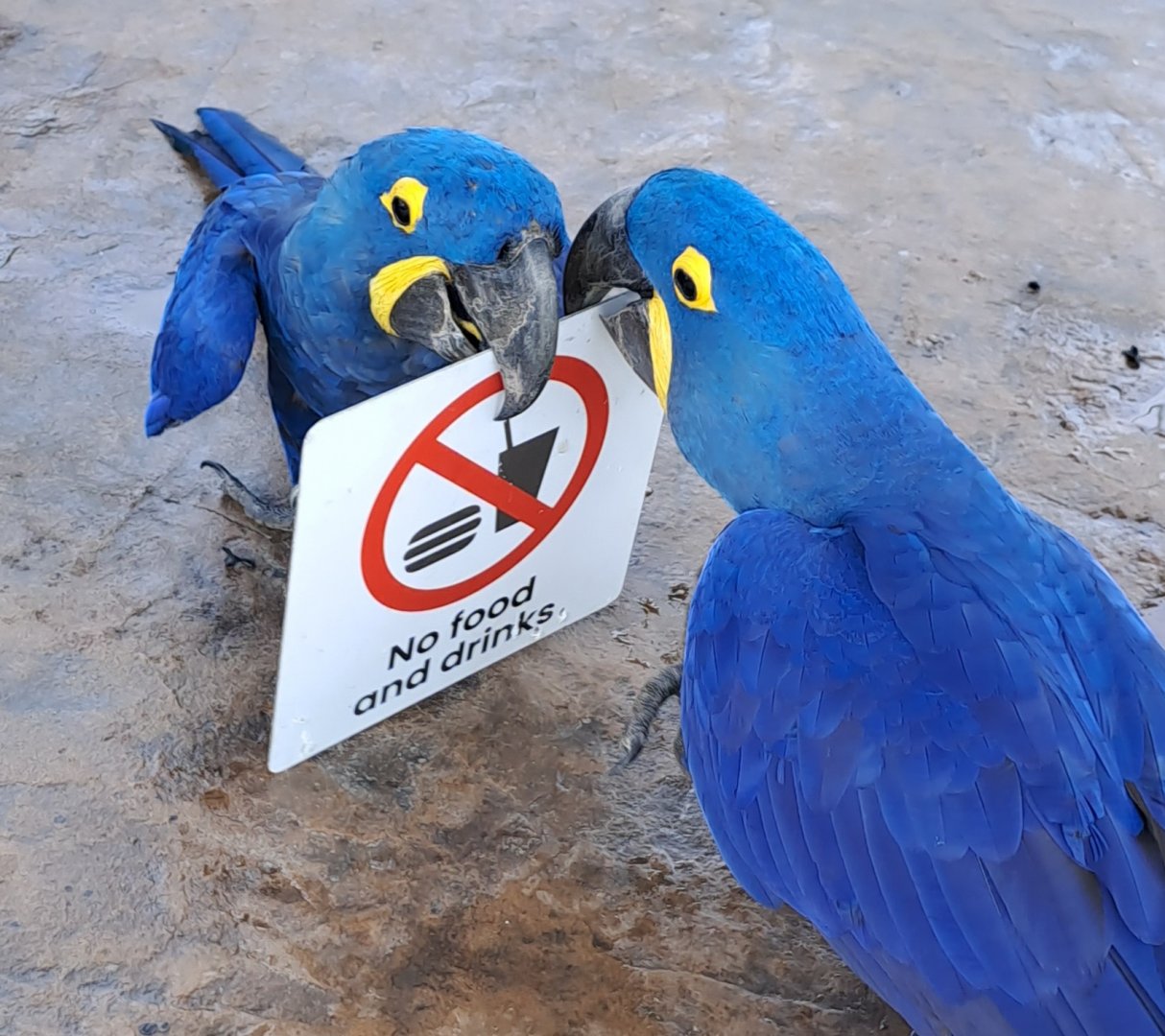 Hyacinth Macaw (Anodorhynchus hyacinthinus)