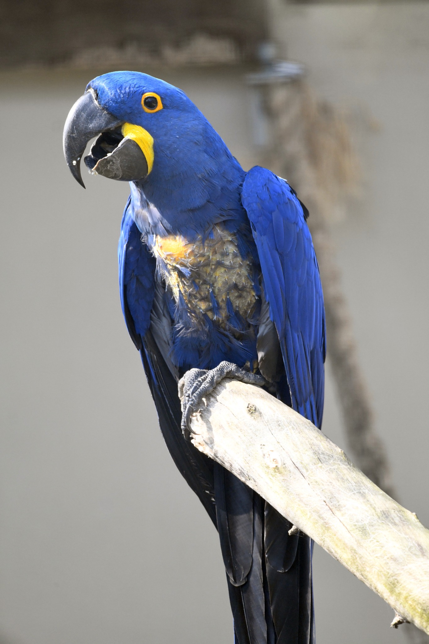 Hyacinth Macaw - Anodorhynchus hyacinthinus