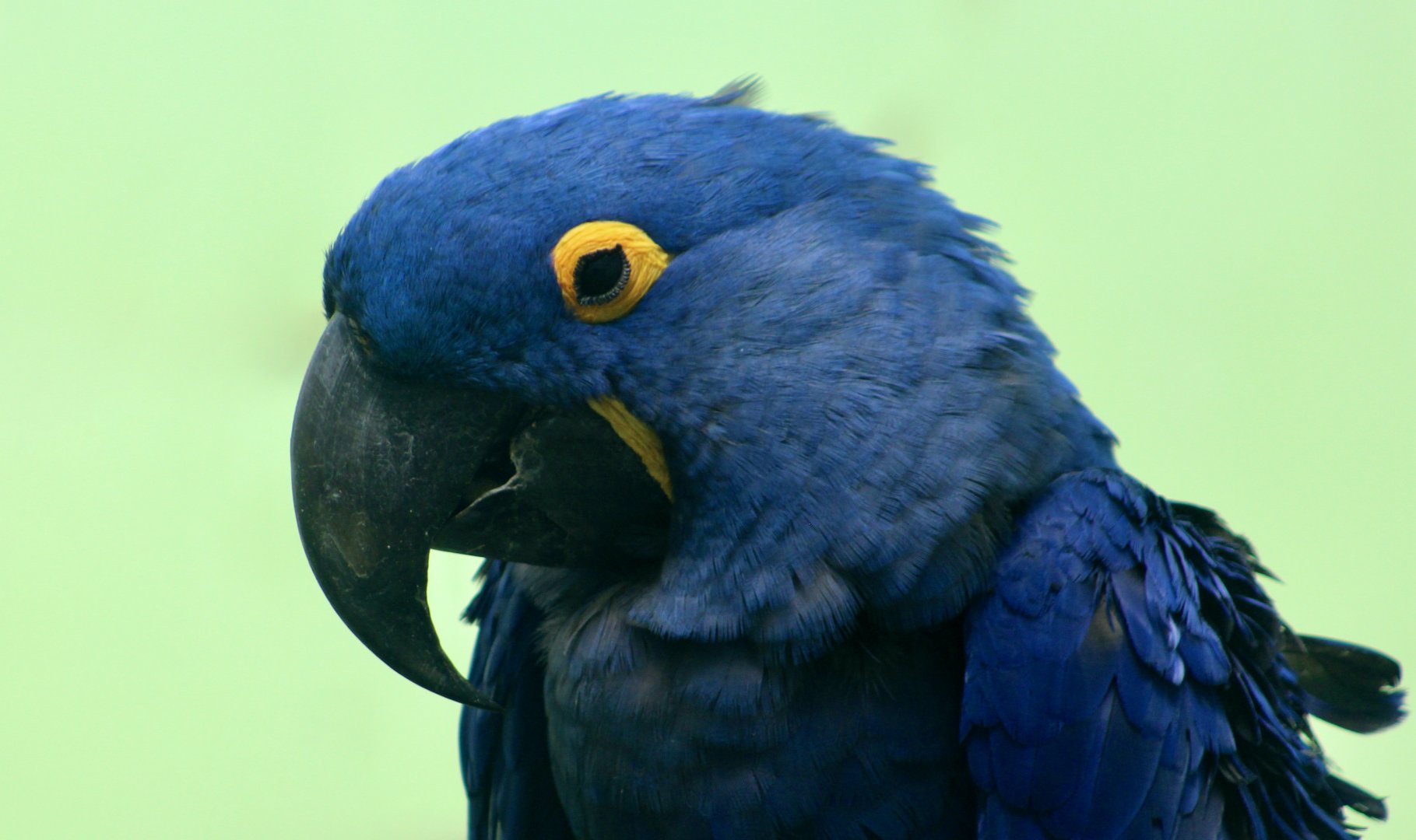 Hyacinth Macaw (Anodorhynchus hyacinthinus)