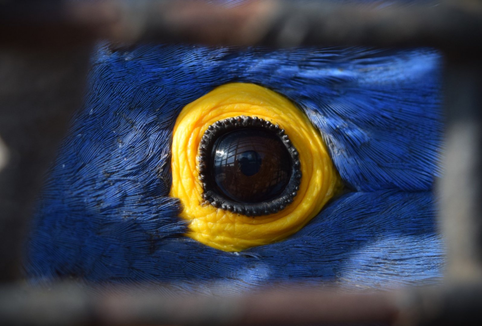 Hyacinth Macaw (Anodorhynchus hyacinthinus)