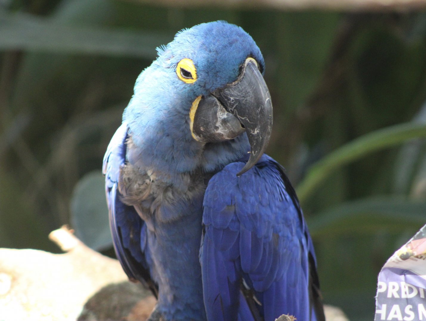 Hyacinth Macaw (Anodorhynchus hyacinthinus)