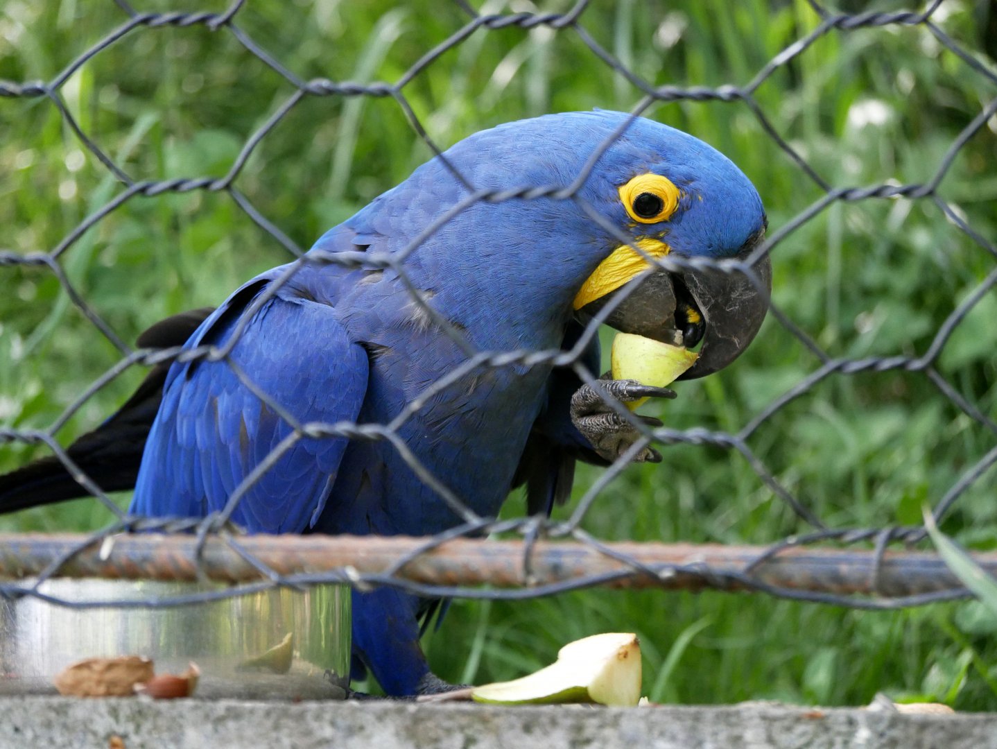 Hyacinth macaw (Anodorhynchus hyacinthinus)