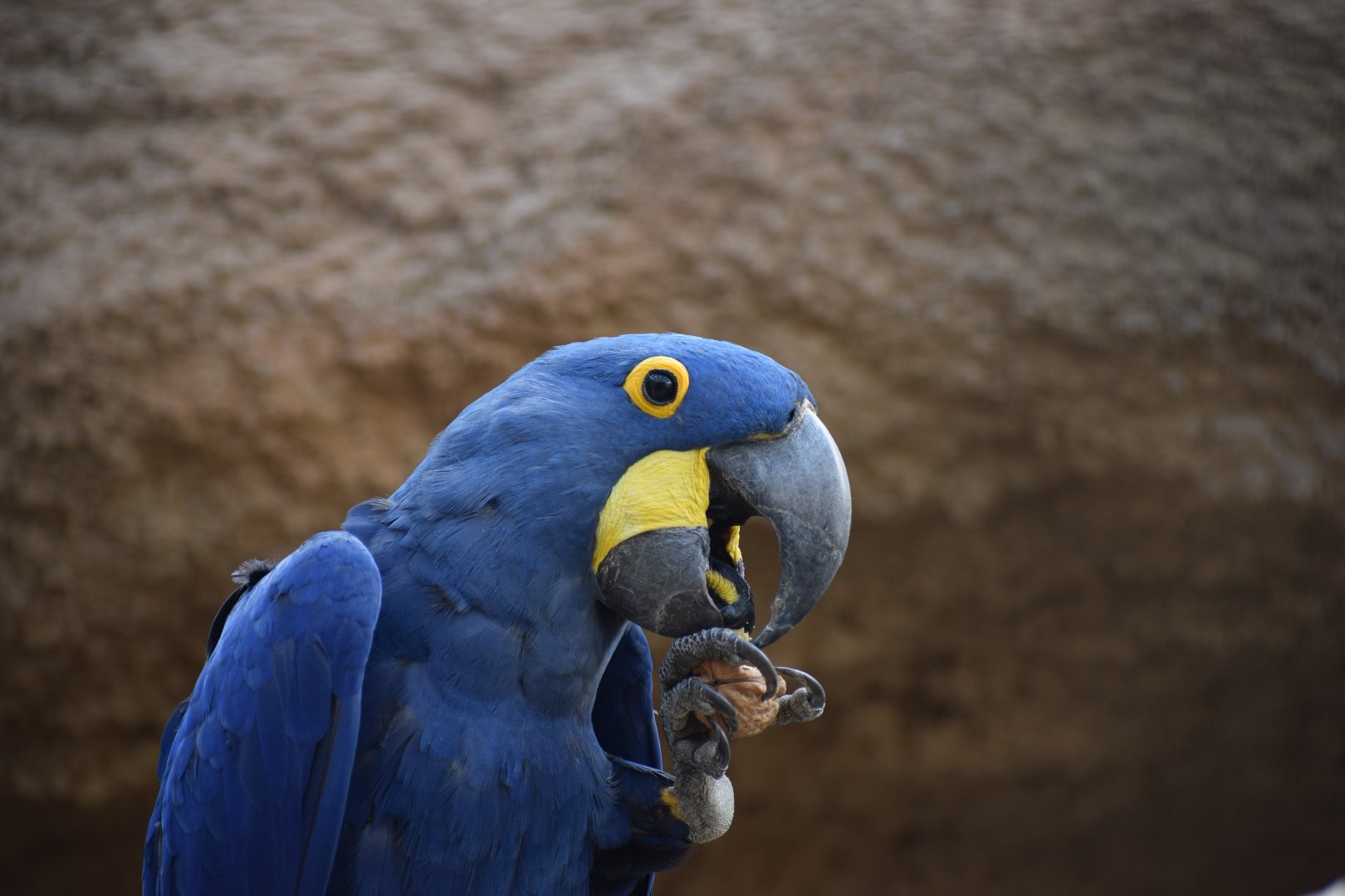 Hyacinth Macaw (Anodorhynchus hyacinthinus)