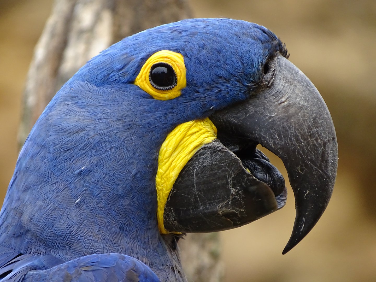 Hyacinth macaw (Anodorhynchus hyacinthinus)