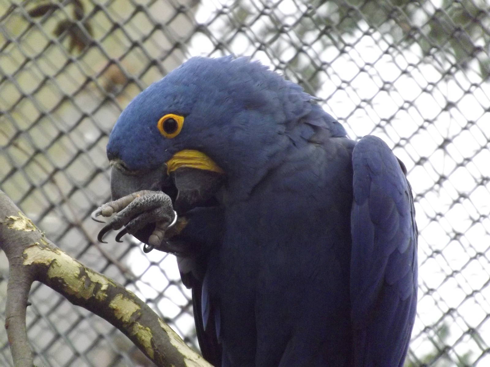 Hyacinth Macaw at Chester Zoo 31/03/12