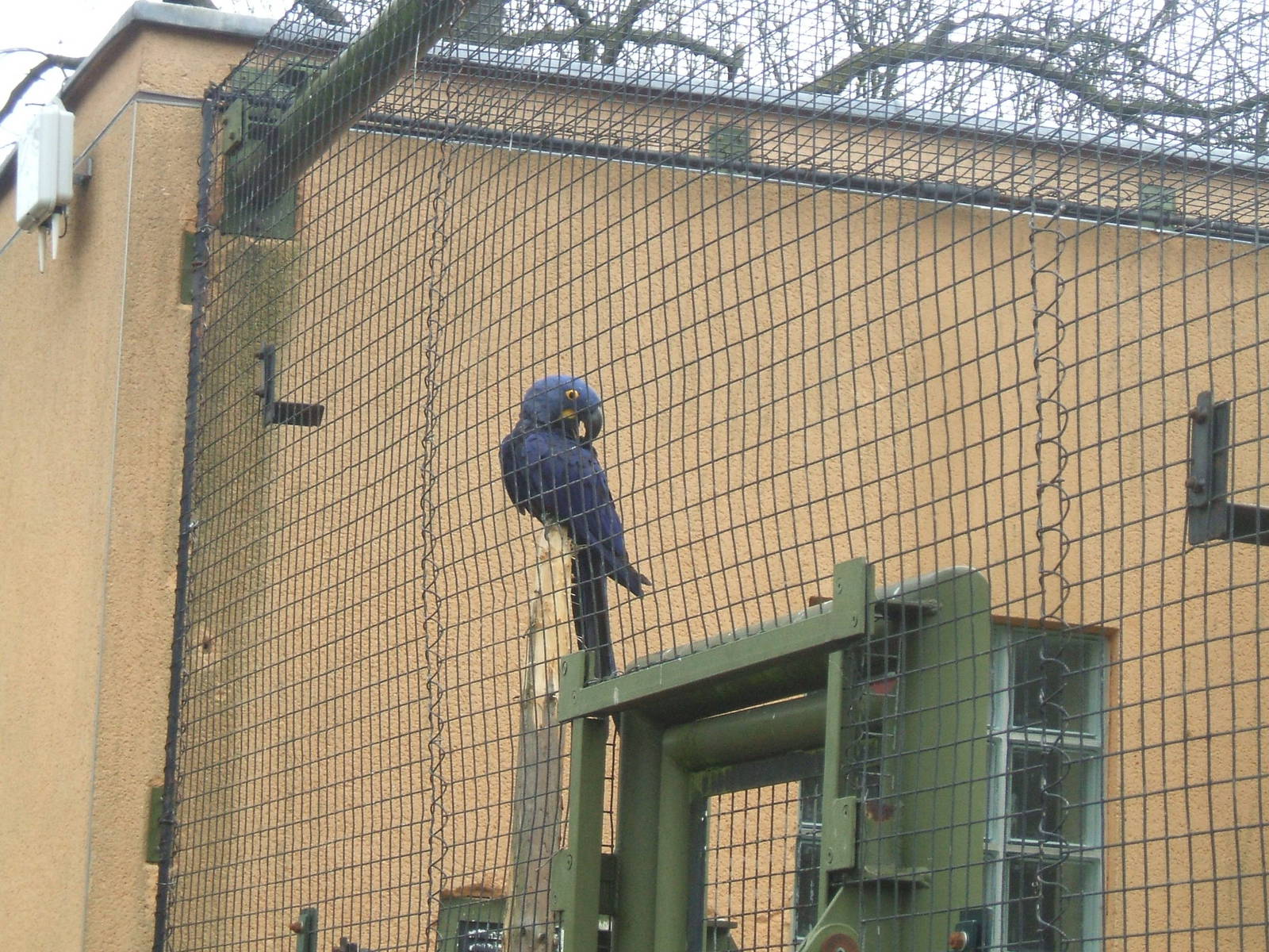 Hyacinth Macaw at London Zoo