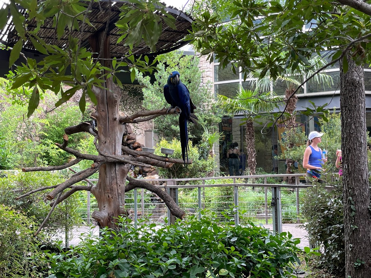 Hyacinth Macaw at MOLA