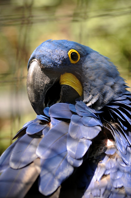 Hyacinth macaw at Praha Zoo