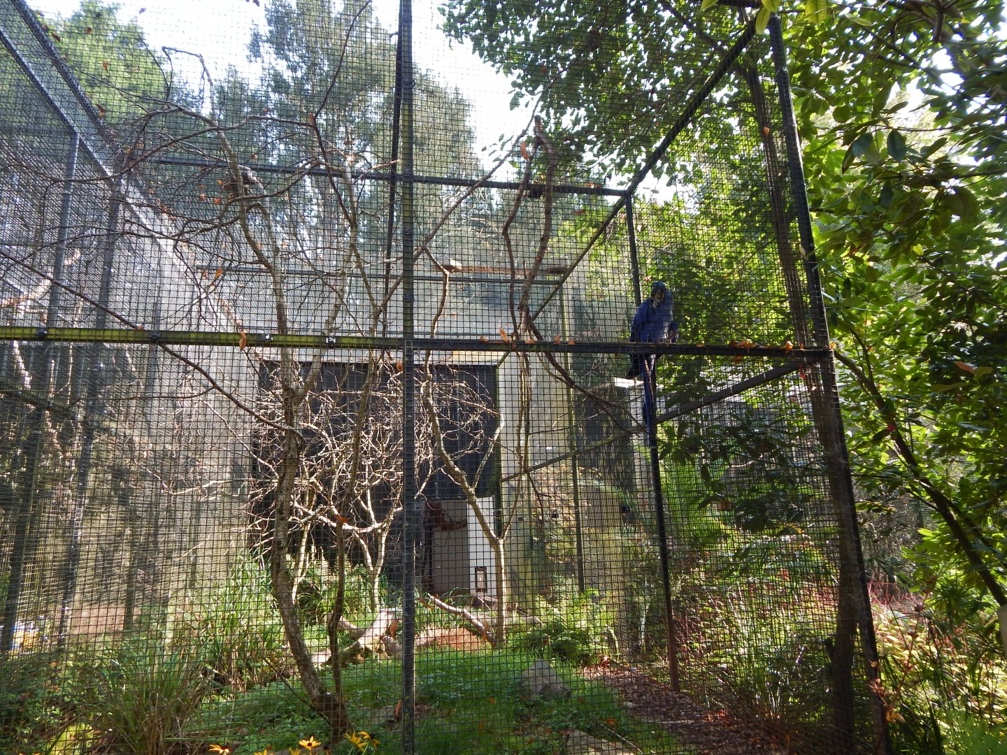 Hyacinth macaw aviary 181020