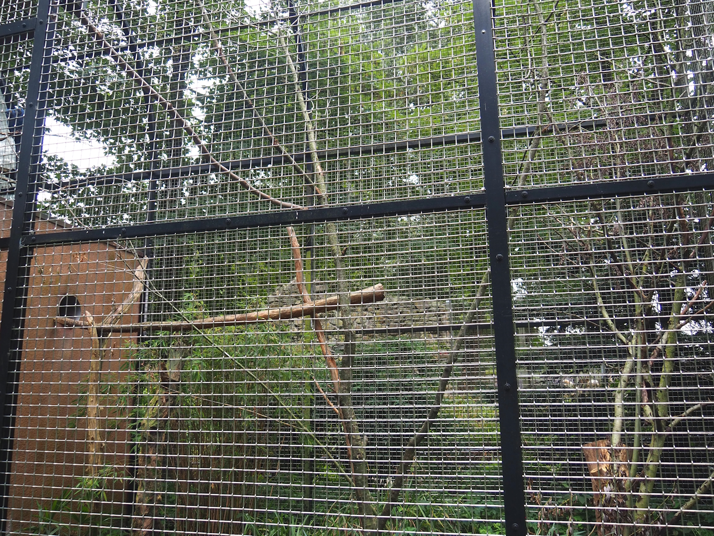 Hyacinth macaw aviary, 2023-08-17
