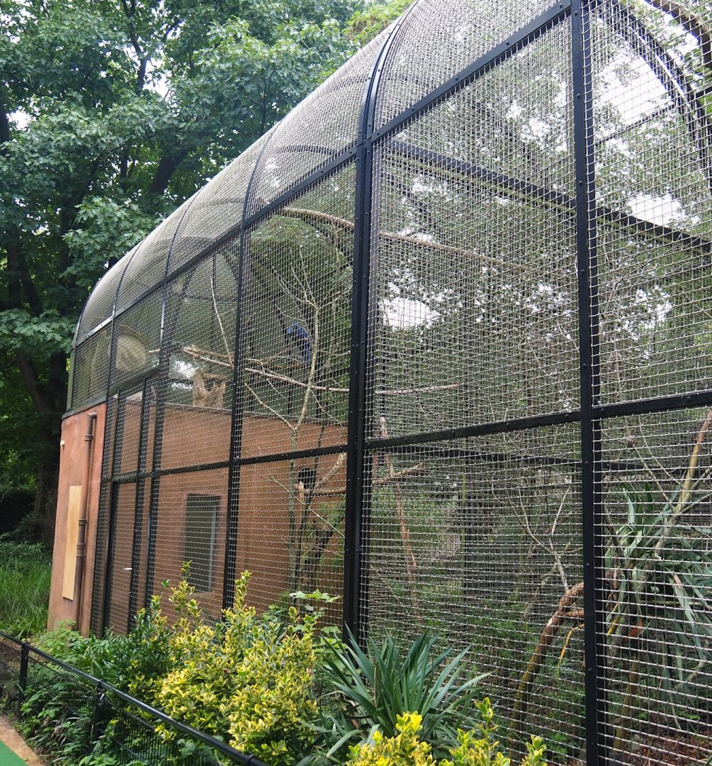 Hyacinth macaw aviary, 2023-08-17