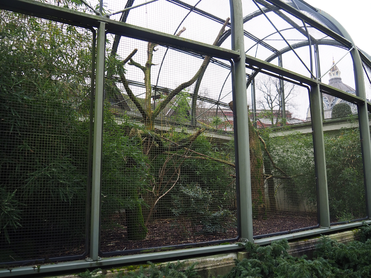 Hyacinth macaw aviary, 2024-02-17