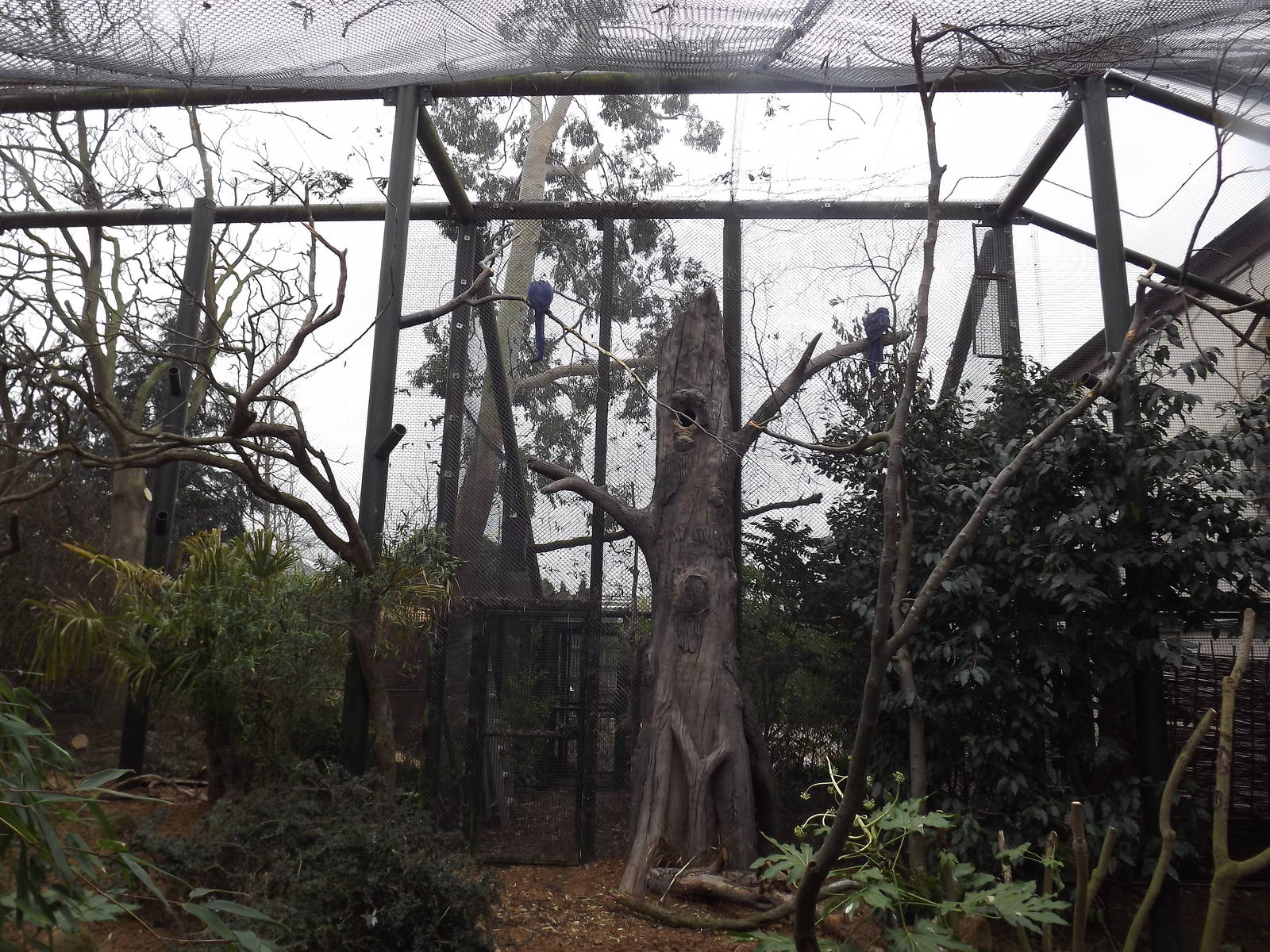 Hyacinth Macaw aviary at Chester Zoo 31/03/12