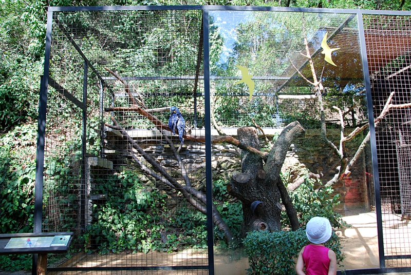 Hyacinth macaw aviary at Praha