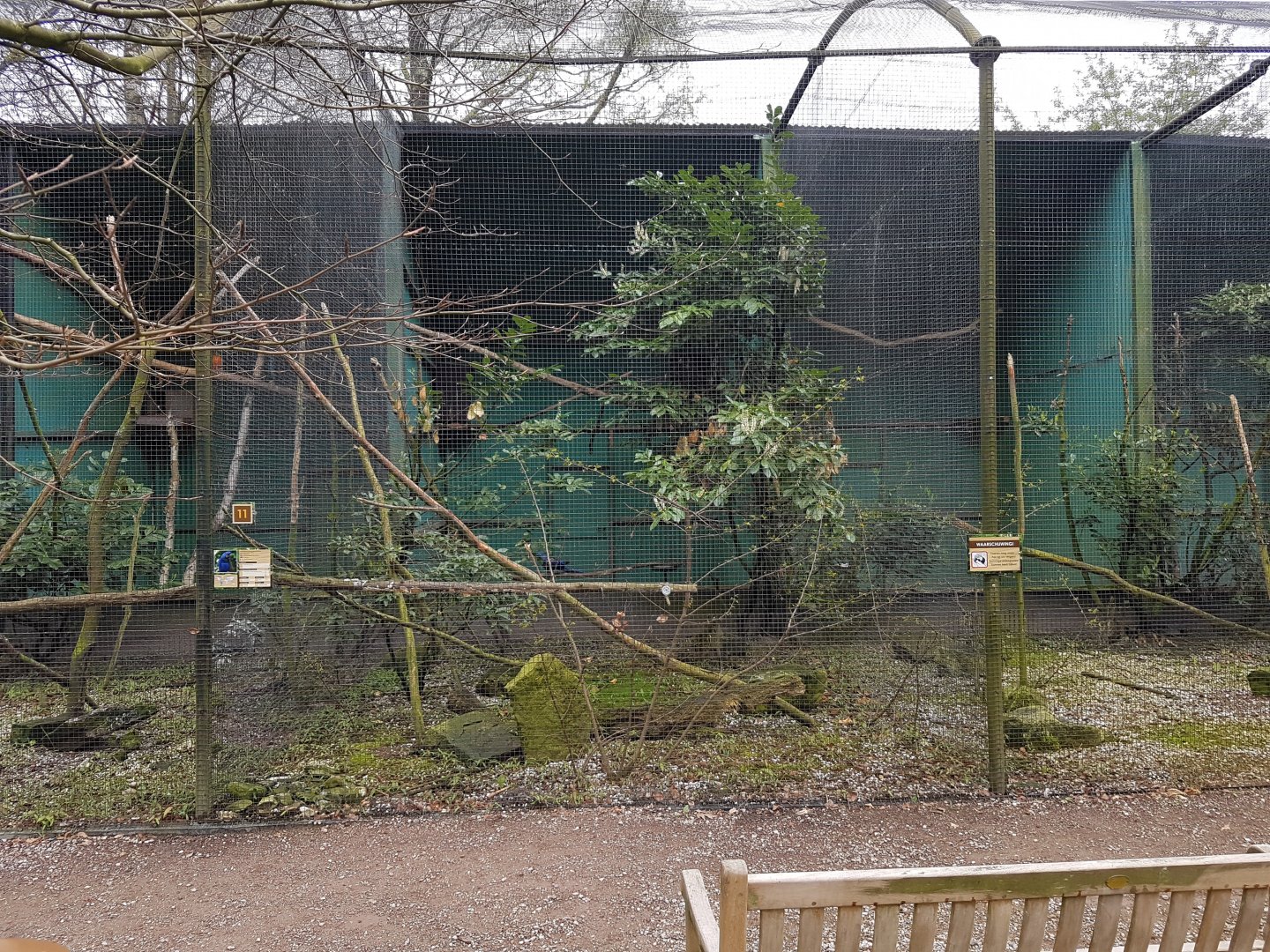 Hyacinth macaw-aviary