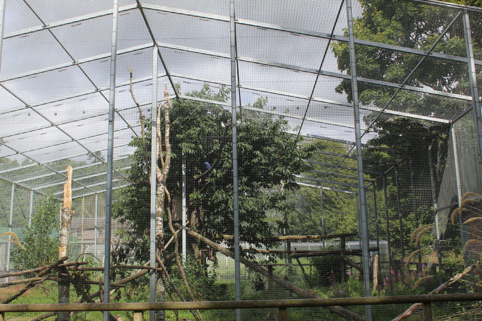 Hyacinth macaw aviary
