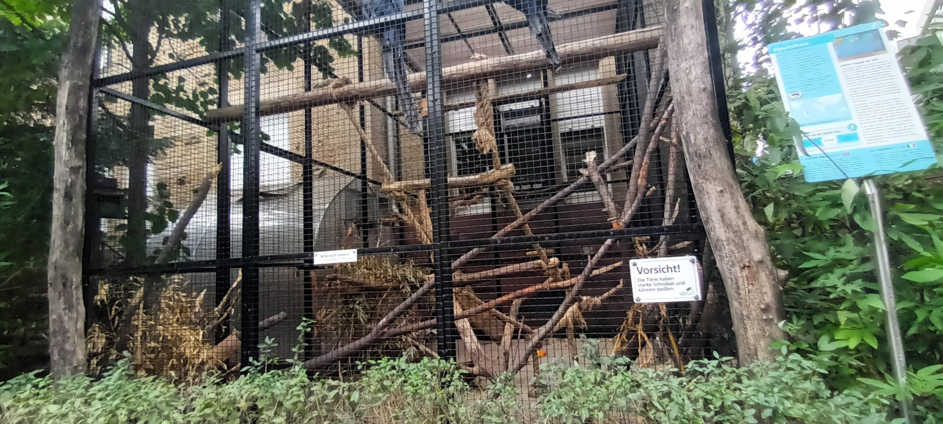 Hyacinth Macaw Aviary