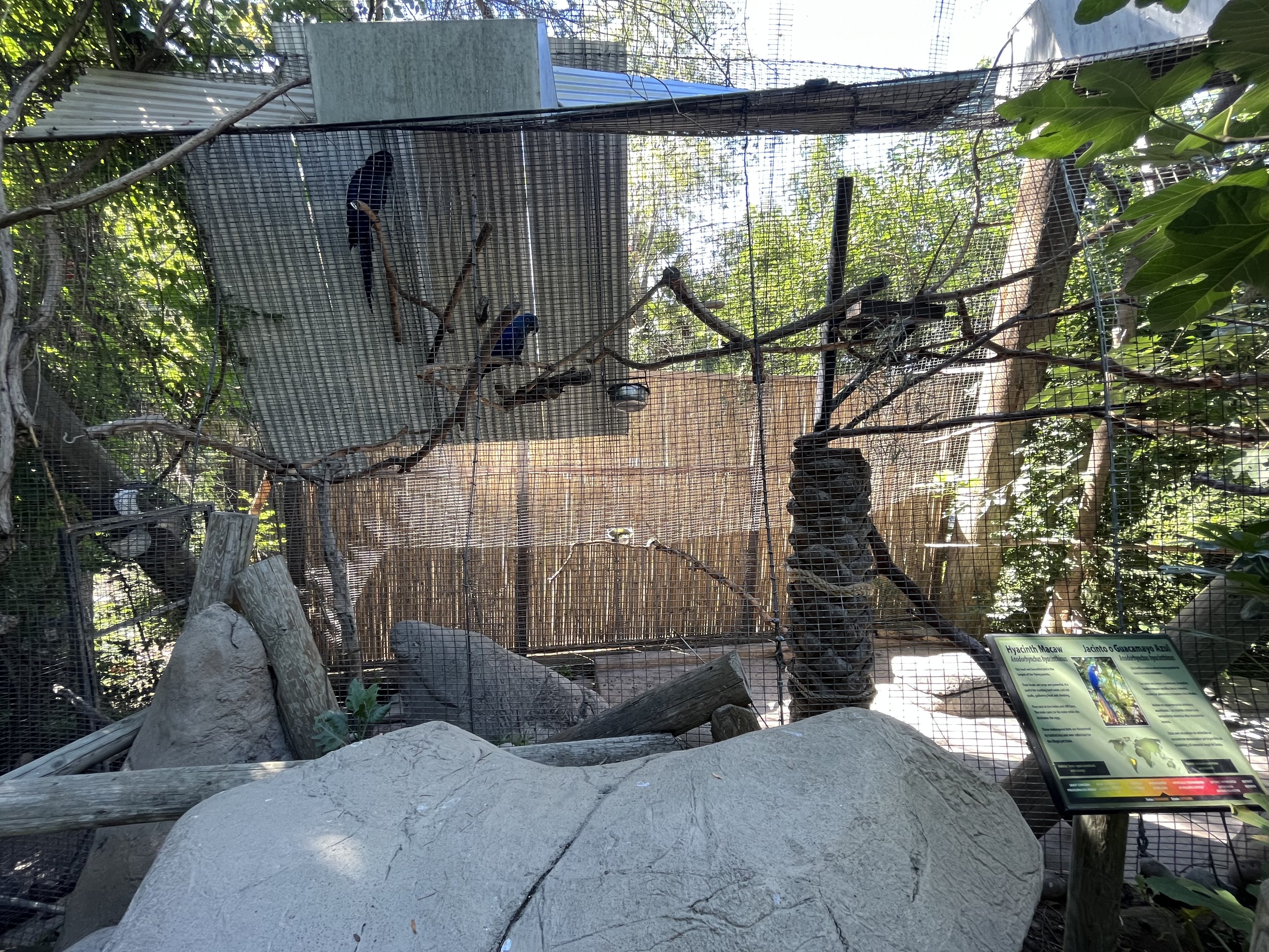 Hyacinth Macaw Aviary