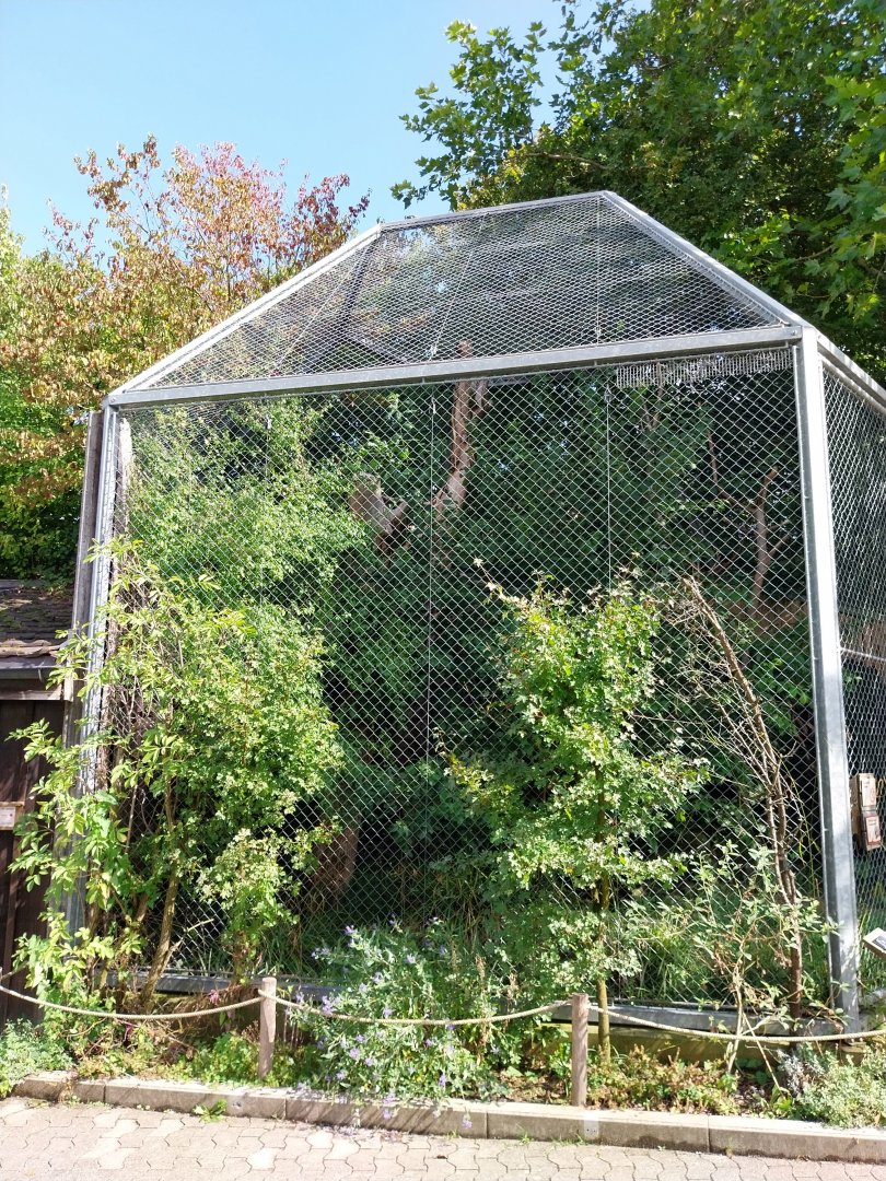 Hyacinth macaw aviary