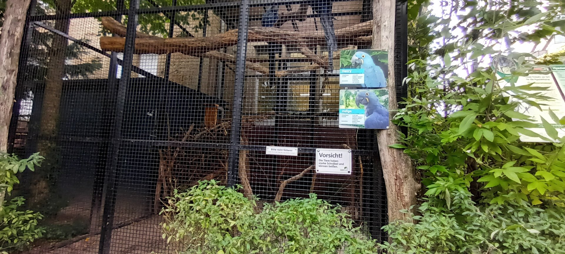 Hyacinth Macaw Aviary