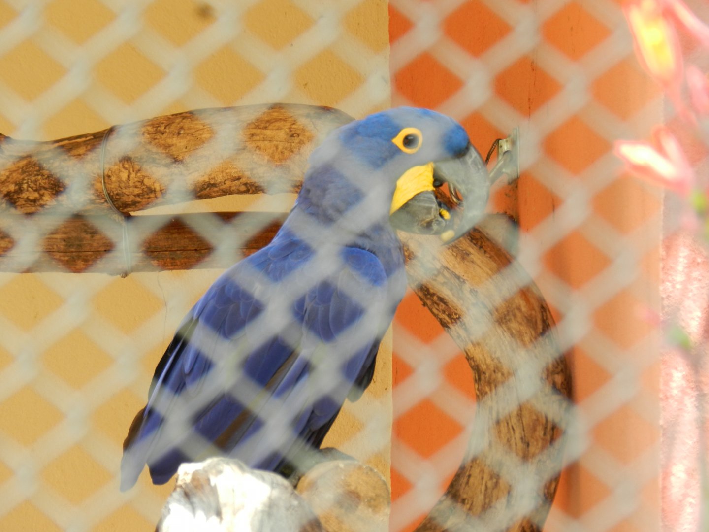 Hyacinth macaw - Belo Horizonte zoo