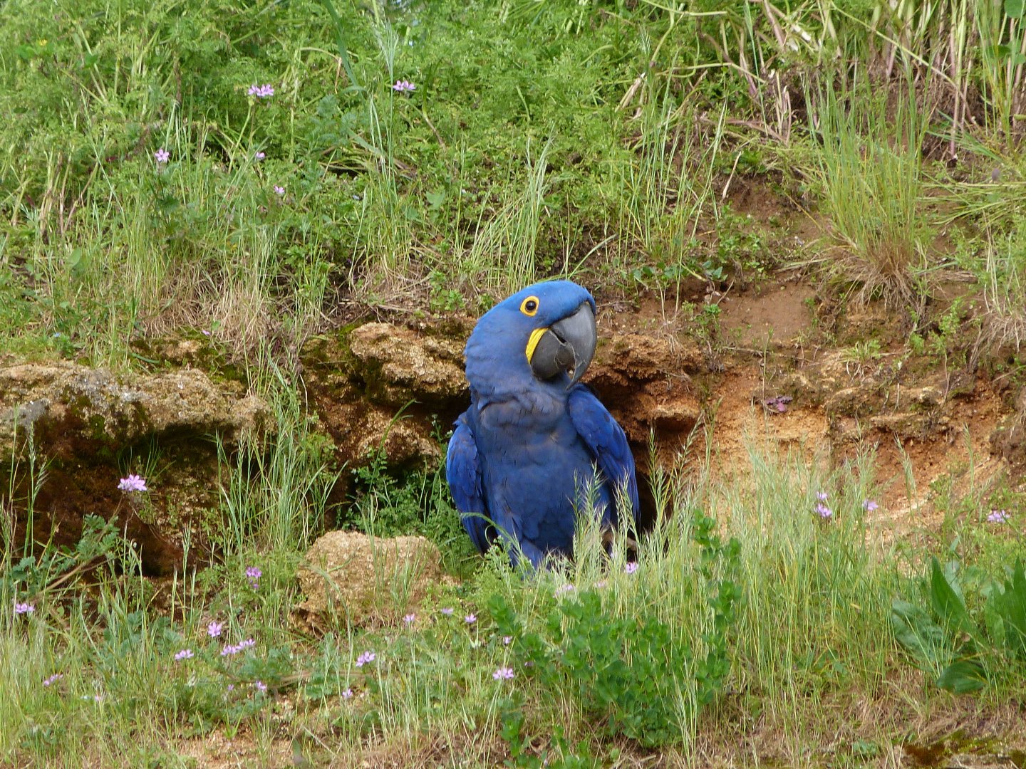 Hyacinth macaw -Bioparc de Doué la Fontaine (2025)