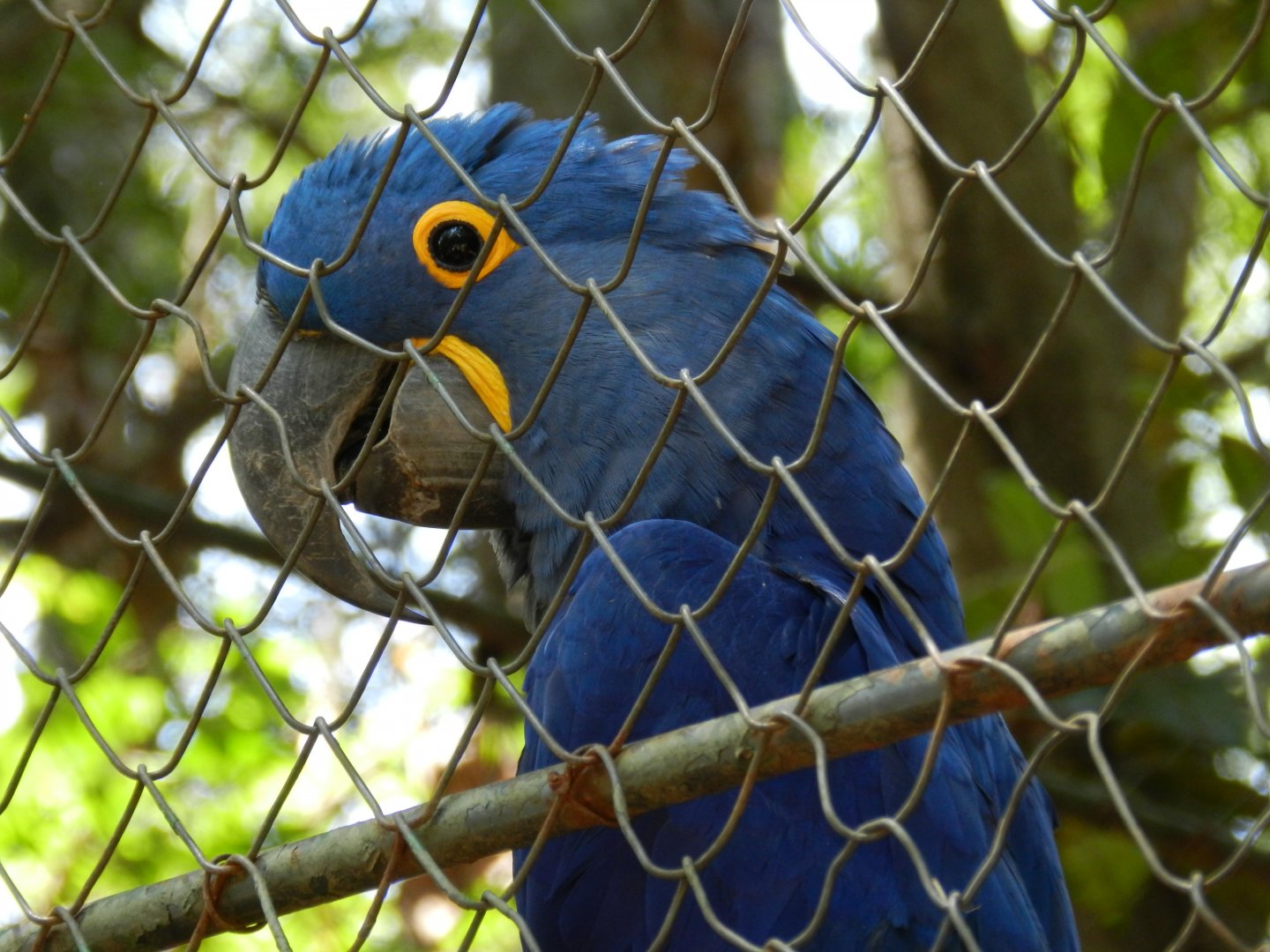 Hyacinth macaw - Campinas zoo (BDJ)