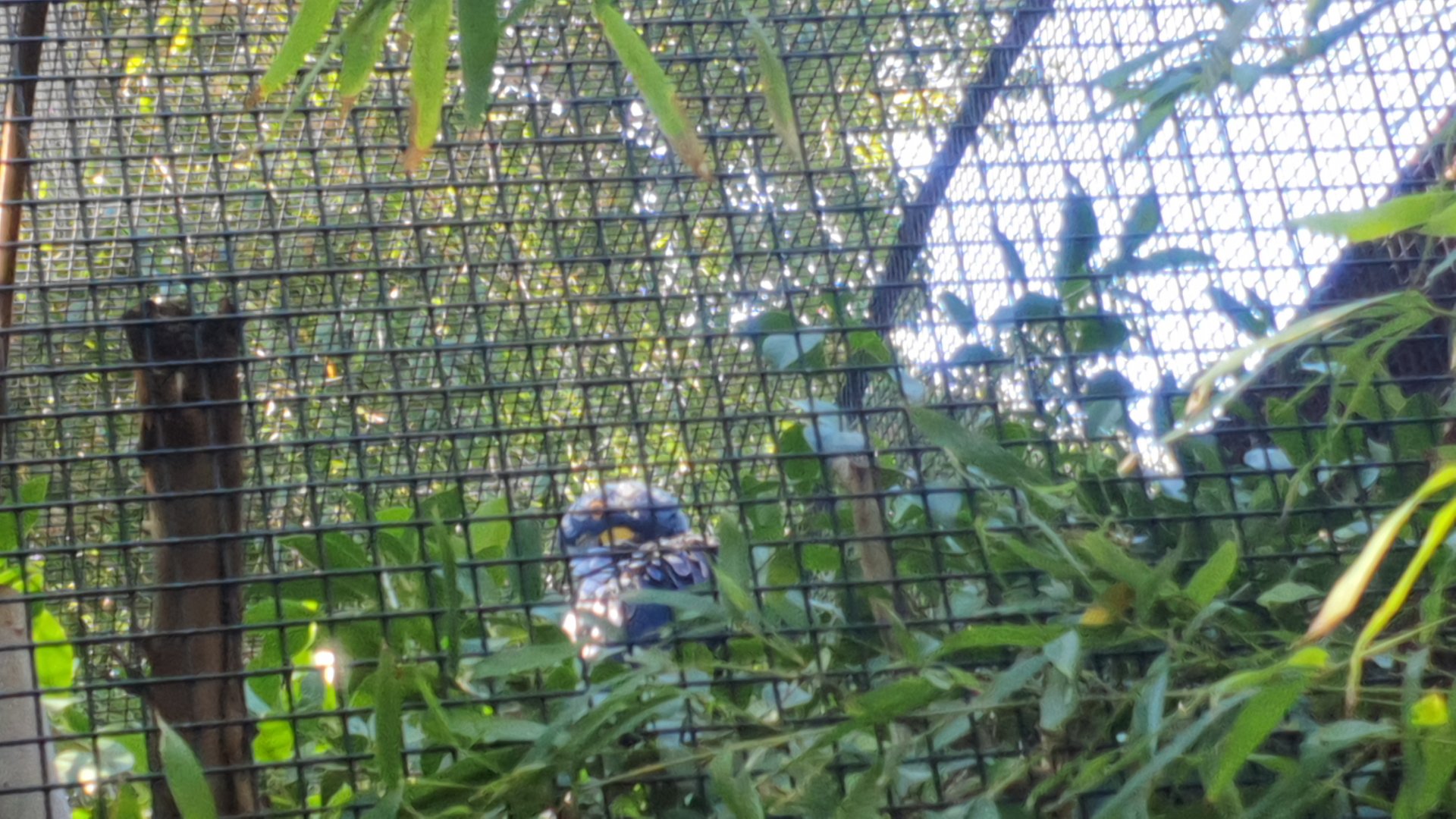 Hyacinth Macaw Cool Cat