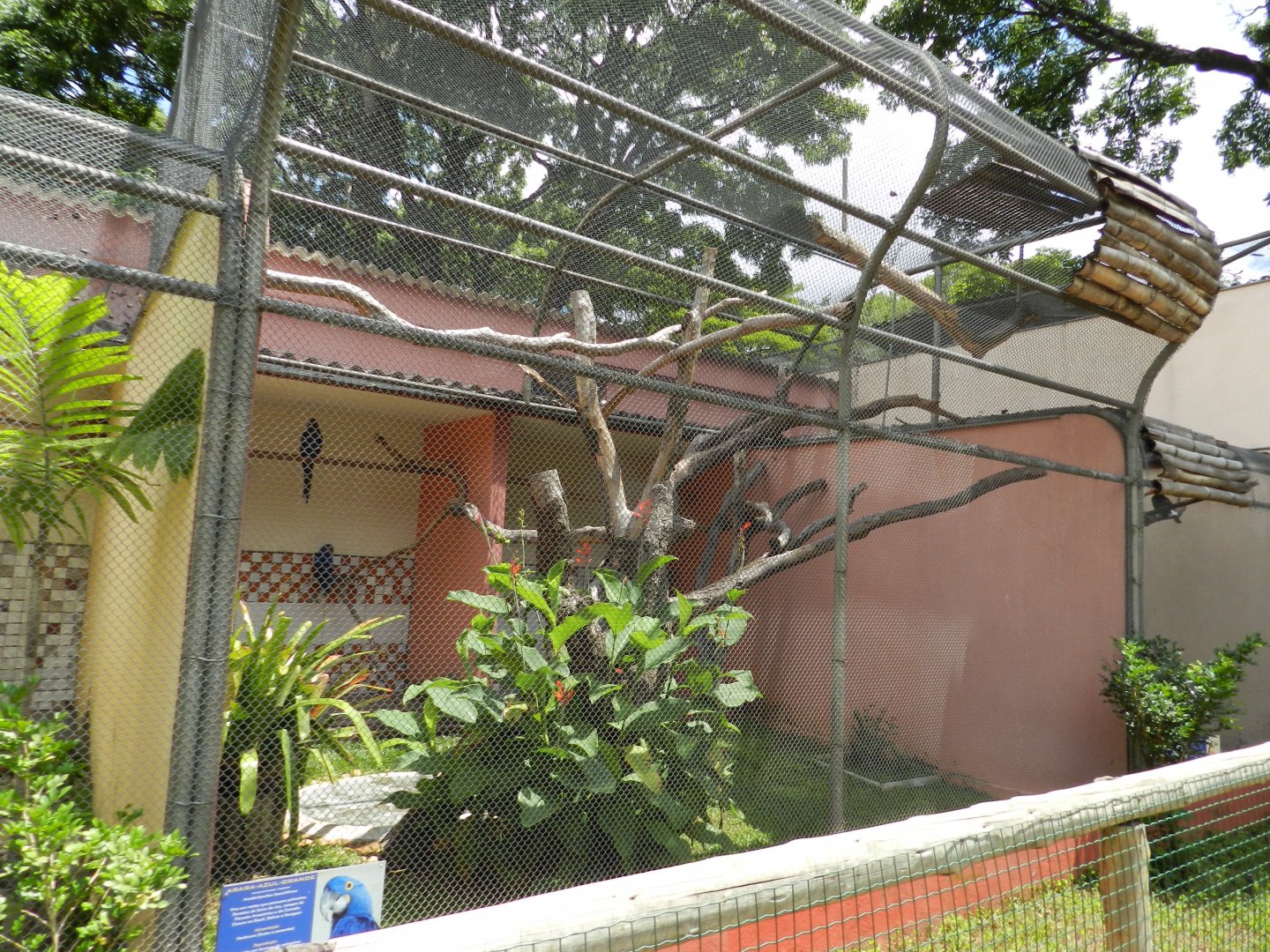 Hyacinth macaw exhibit - Belo Horizonte zoo