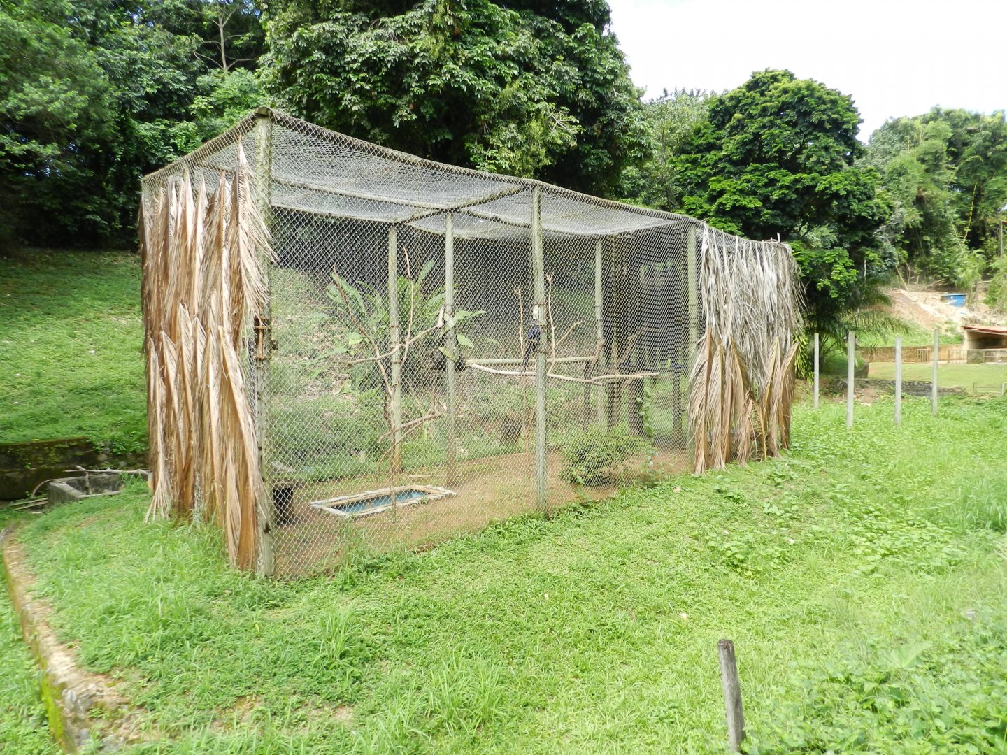 Hyacinth macaw exhibit - Salvador zoo (PZGV)