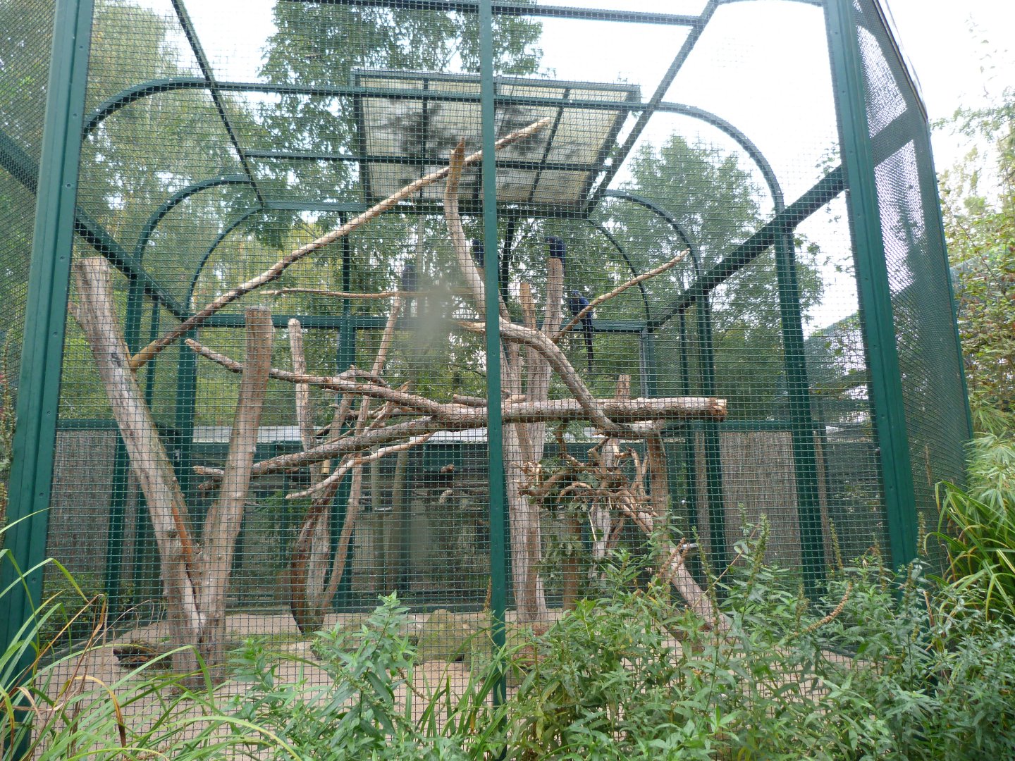 Hyacinth macaw exhibit -Tierpark Berlin (2024)