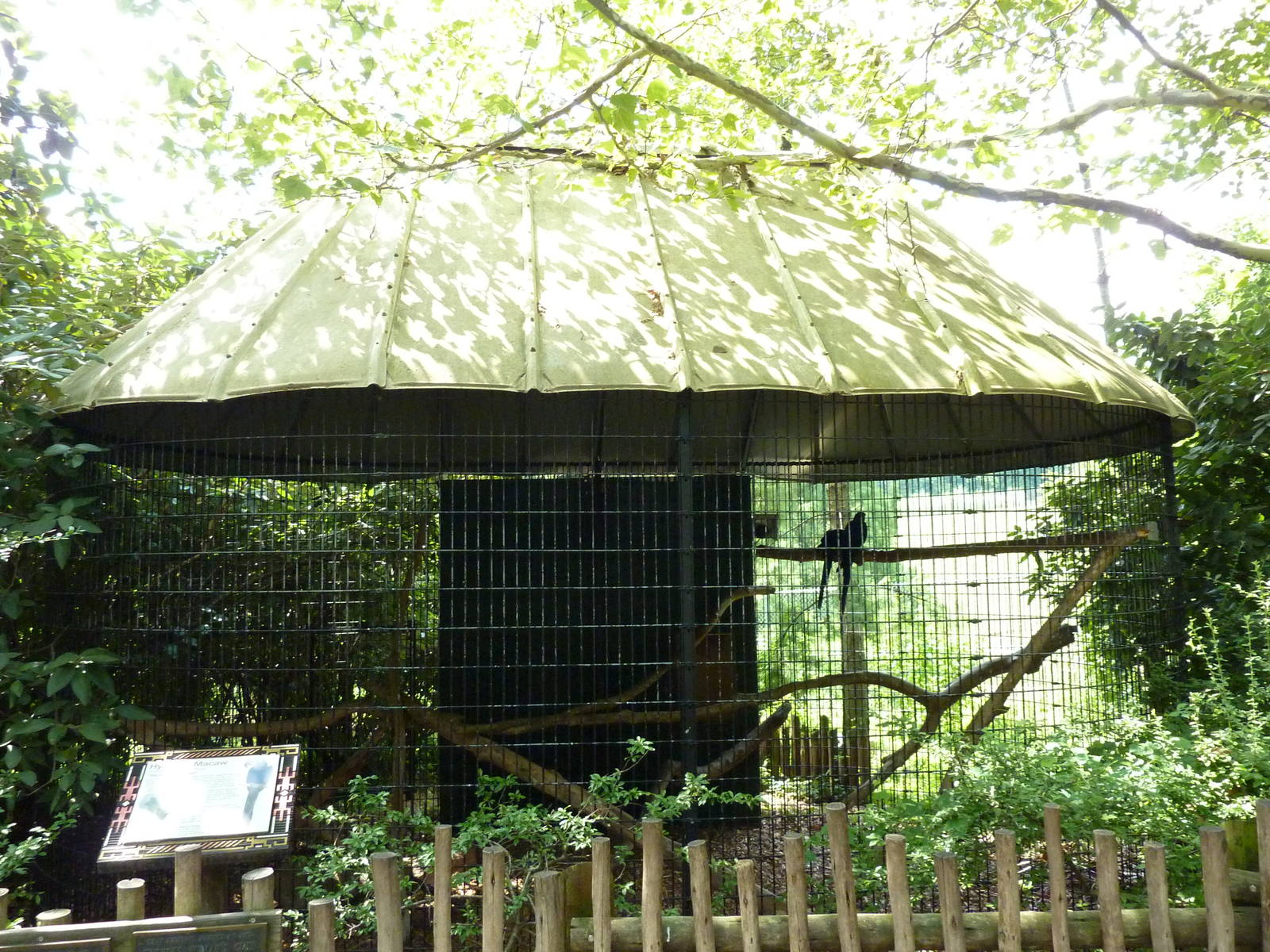 Hyacinth Macaw Exhibit