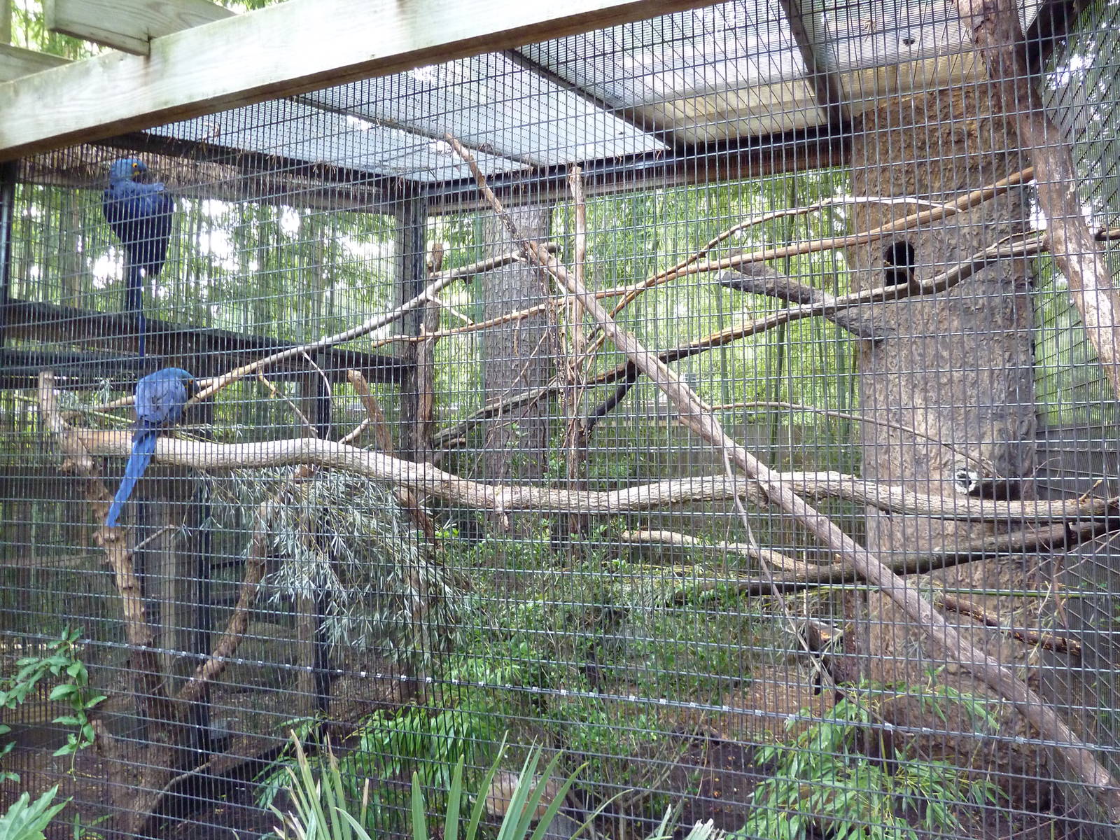 Hyacinth Macaw Exhibit